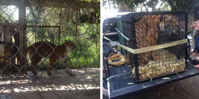 tigre-decomisado-en-paracuaro