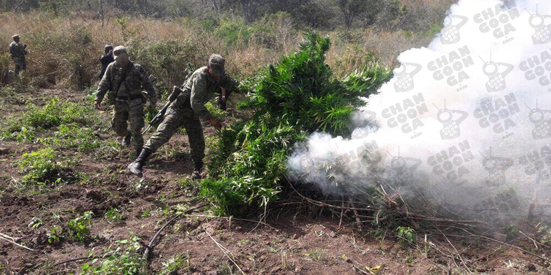 soldados-y-policias-aseguran-7-mdp-en-droga-y-destruyen-narcococina-2