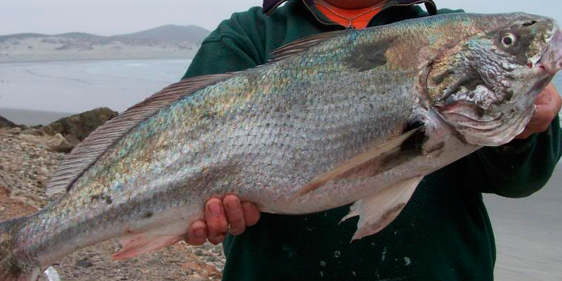 pescado-tatoaba