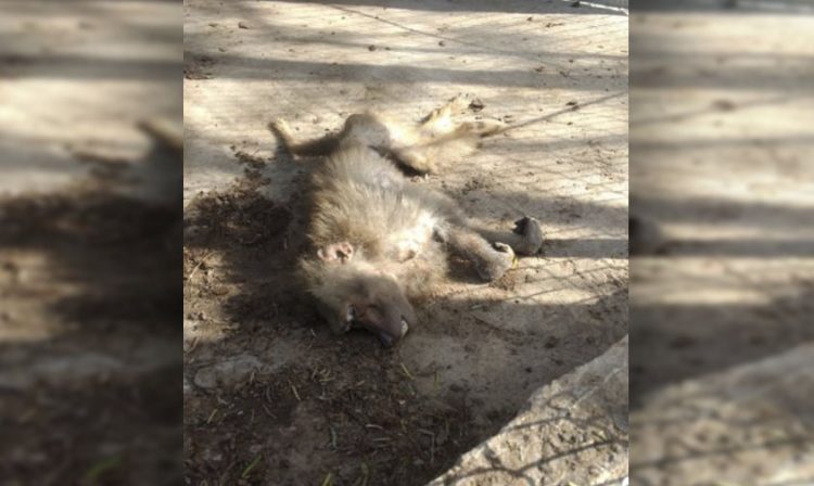 Mono Muerto Zoologico Reynosa