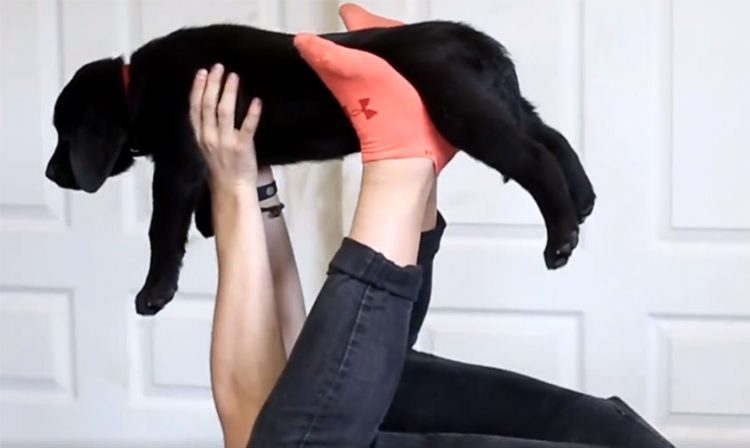 Yoga perros