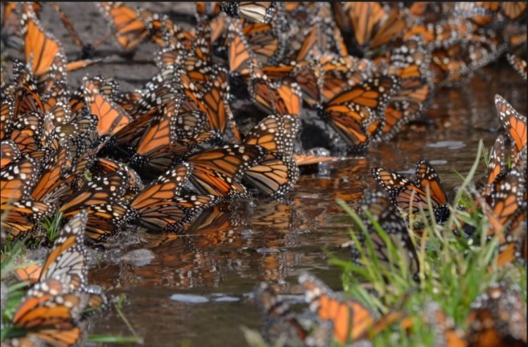 mariposas chida