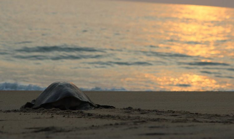 tortugas golfinas Michoacán desovar