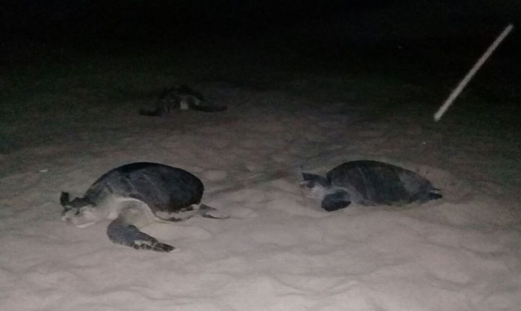 tortugas golfinas Michoacán desovar