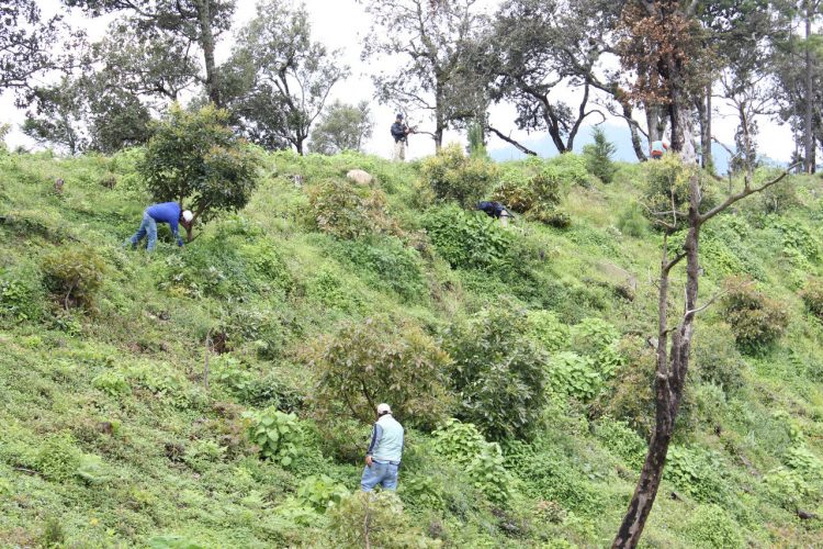 Desmantelaron huerta de aguacate en Charo