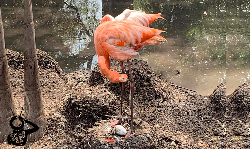 Flamingos-zoológico-de-Morelia