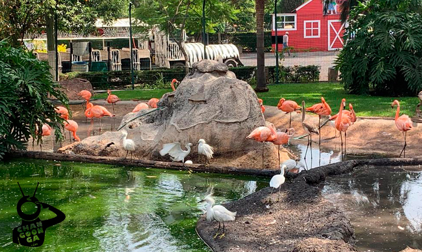 Flamingos-zoológico-de-Morelia