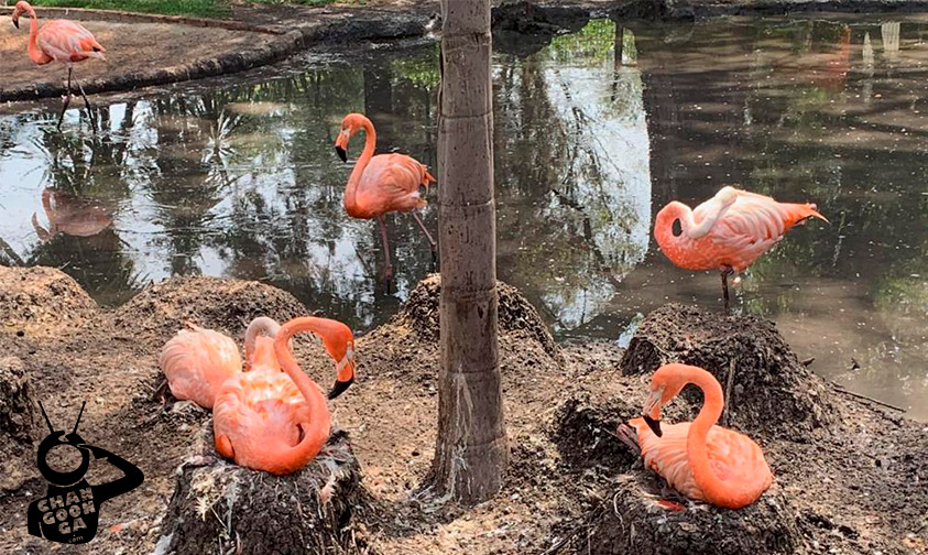 Flamingos-zoológico-de-Morelia