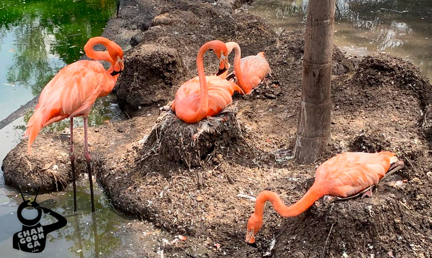 Flamingos-zoológico-de-Morelia