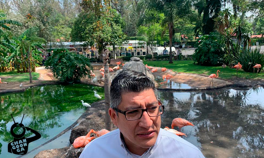 Flamingos-zoológico-de-Morelia