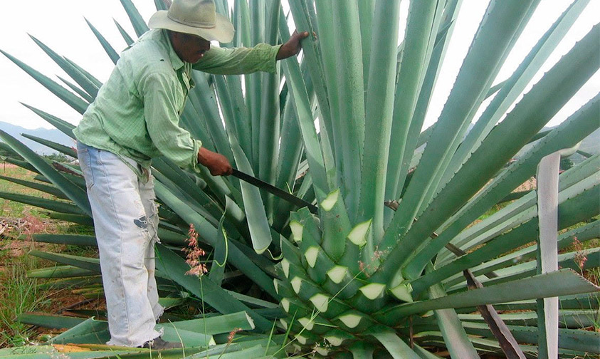 Mezcal-Michoacán-2019