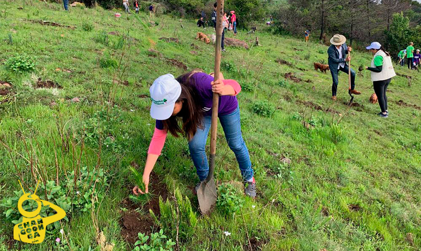 cerro-verde-reforestación-CGCS