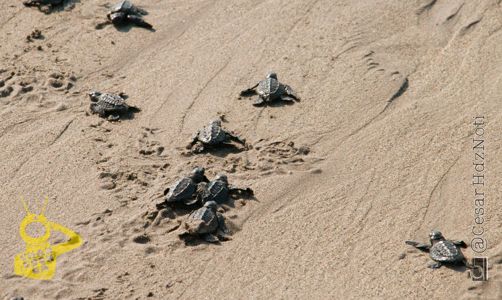 Michoac N Con Liberaci N De Tortugas Marinas Inicia Tortufest En