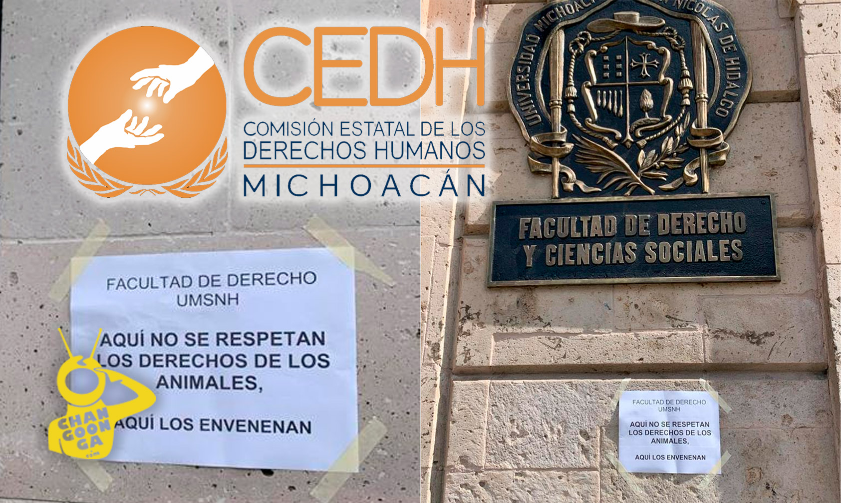 CEDH Inicia Investigación Por Envenenamiento De Gatitos En La Facultad