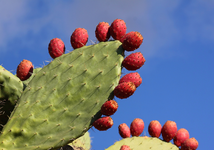 nopal-mexicano