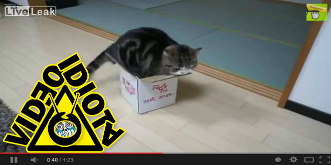 video idiota en busca de casa