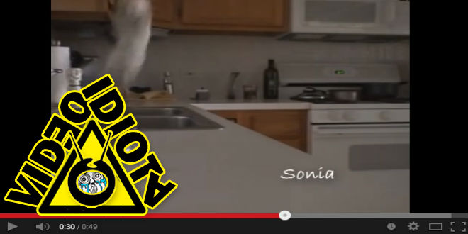 video idiota gato volador