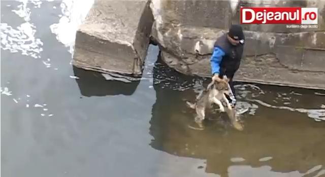 perro rescatado feliz