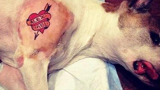 perro tatuado