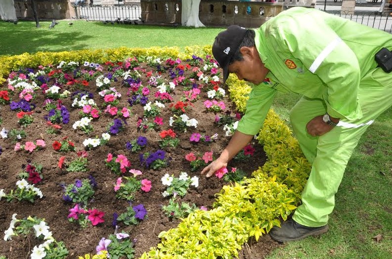 plantitas en Morelia