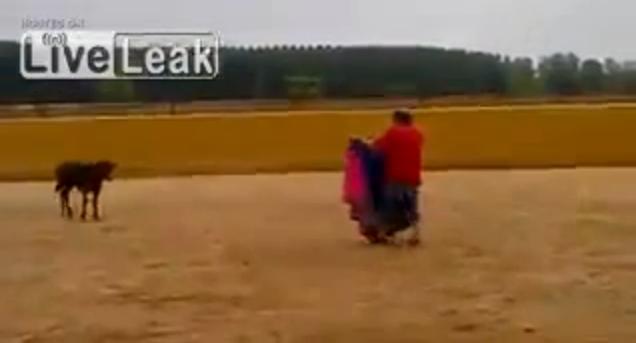 ternero sorprende a torero