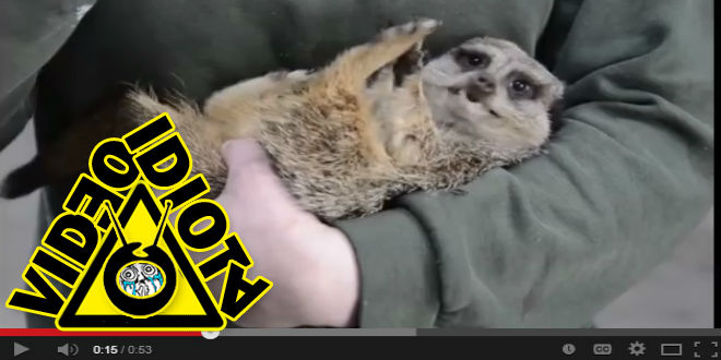 video idiota la risa de la suricata