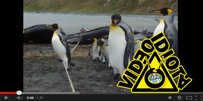 video idiota pingüinos y la cuerda