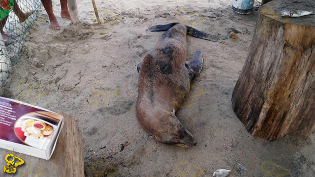 lobo-marino-delicado-playa-Lazaro-Cardenas