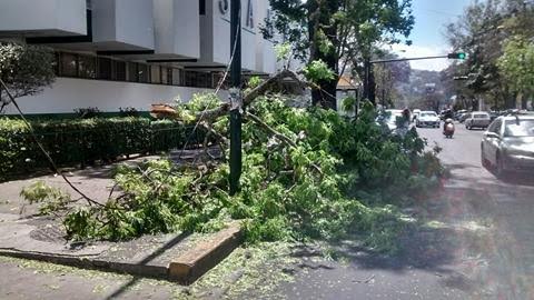 caida arbol Ventura Puente Morelia 2