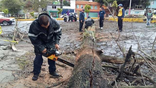 caida-de-arboles-Michoacan-2