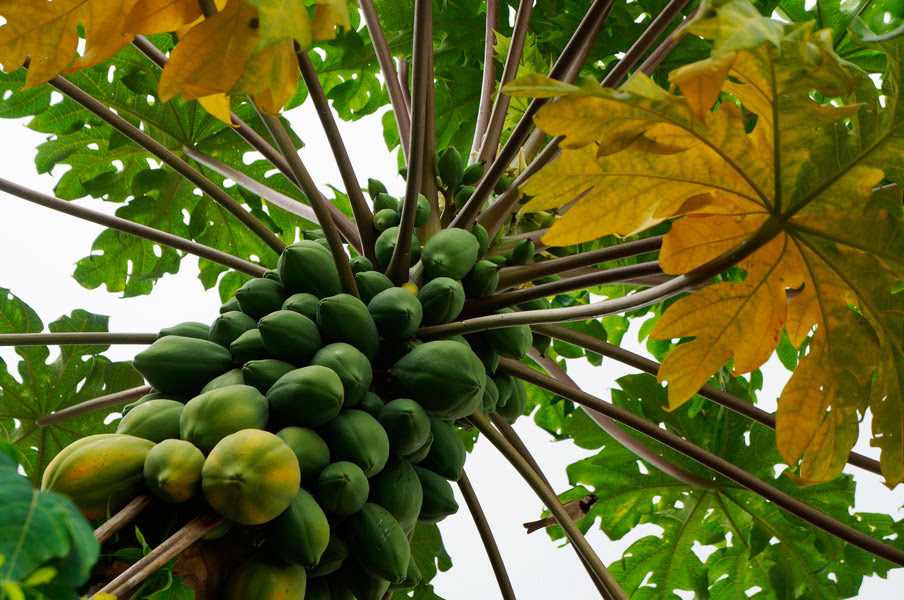 papayas michoacanas