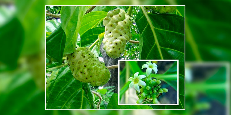 Michoacán-tercer-productor-nacional-de-noni