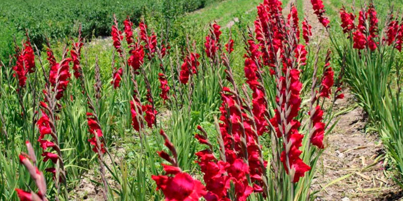 Michoacán-Quinto-Productor-Nacional-De-Gladiola