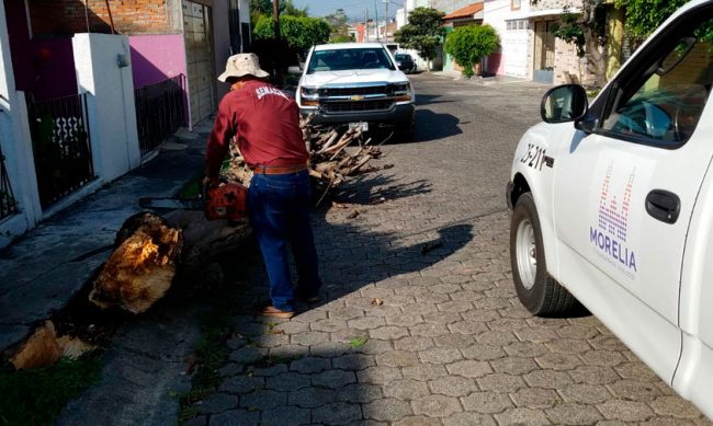 Ayuntamiento-Morelia-caida-arbol