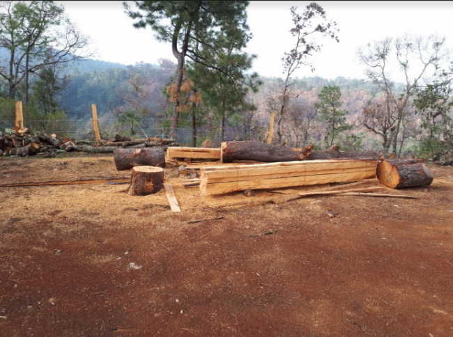 Delitos ambientales Michoacan tala inmoderada