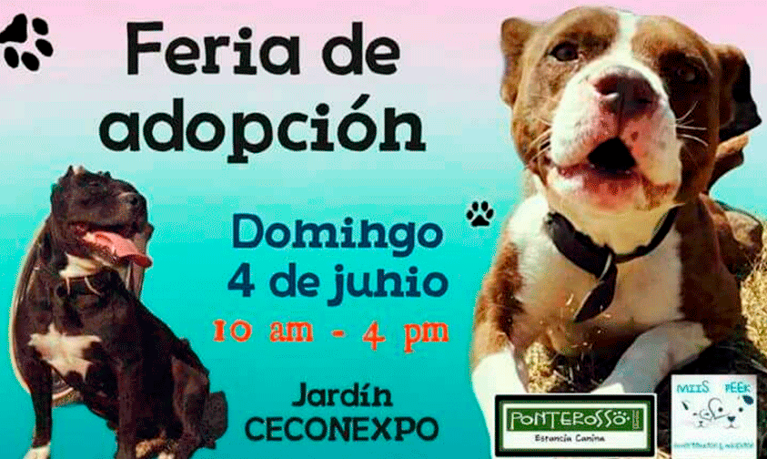 feria-adopción-Pit-Bull-Morelia