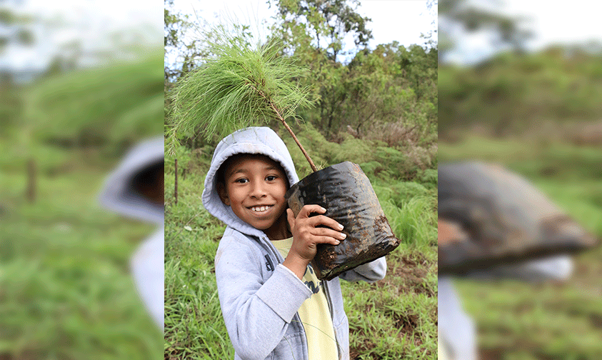 reforestación-Uruapan-2017