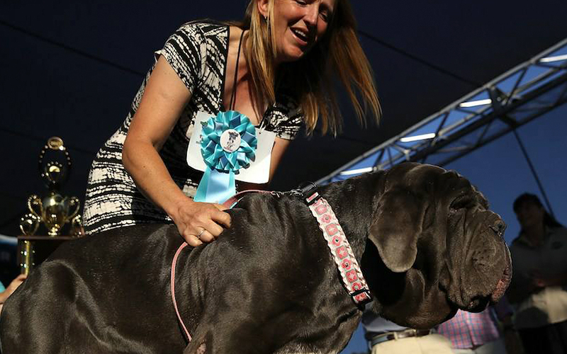 ¡Ternura-Y-Mucho-Cachete!-Marthita-Ganó-El-Título-De-El-Perro-Más-Feo-Del-Mundo-1