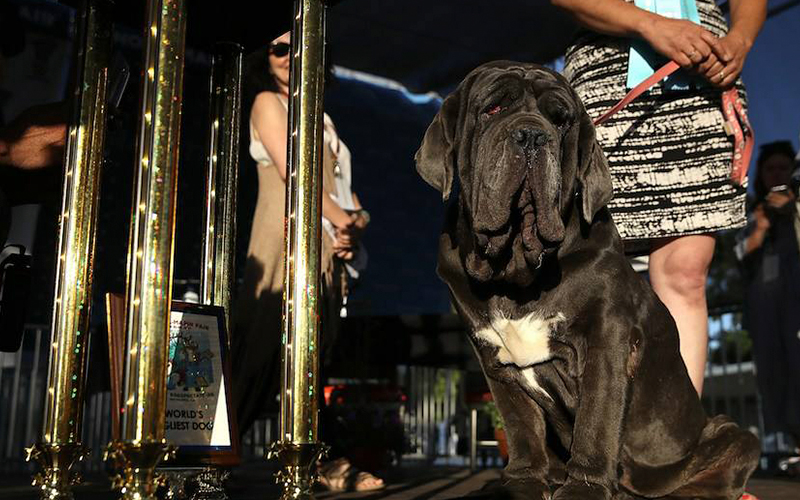 ¡Ternura-Y-Mucho-Cachete!-Marthita-Ganó-El-Título-De-El-Perro-Más-Feo-Del-Mundo-2