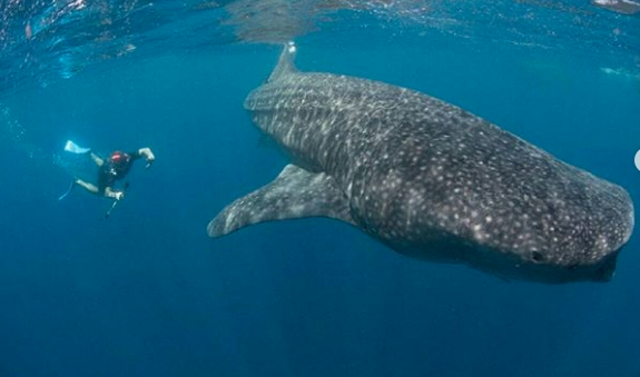 nadando con tiburones 1