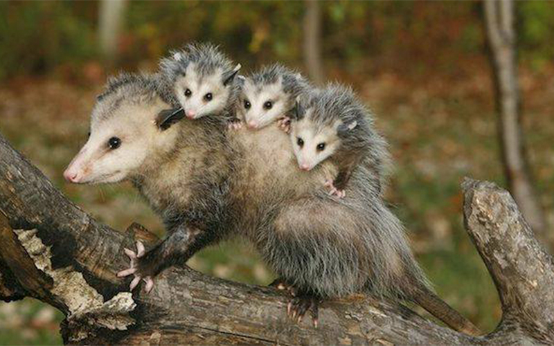 Tlacuache-Mexicano-Único-Marsupial-Que-Sirve-Para-Curar-El-Susto