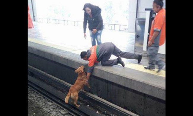 perro-electrocutado-Ciudad-de-Mexico-Metro