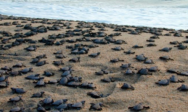 tortuga-costa-Michoacan