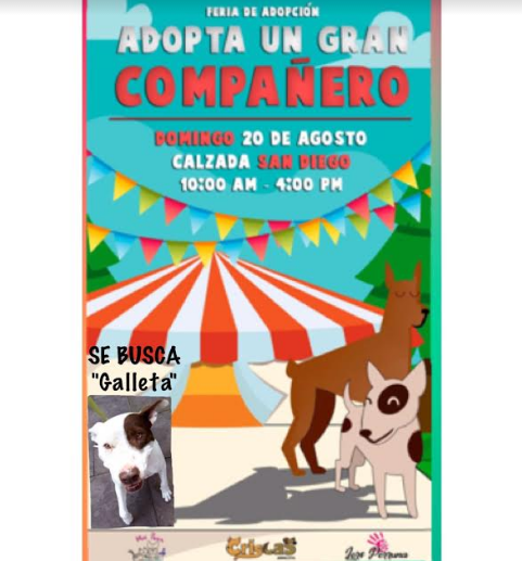 Feria de adopcion calzada de San Diego