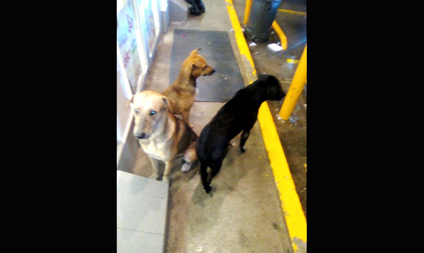 #LadyOxxo-venta-comida-perros-callejeros