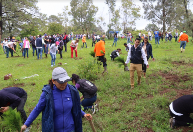 Reforestacion Morelia