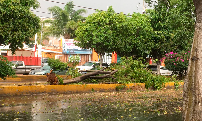 caer-árbol-Morelia-lluvia-viento-1