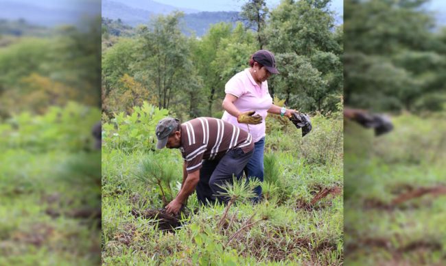 reforestacion