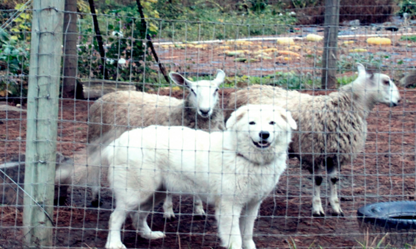 cortar-cuerdas-vocales-perros-Oregon-Estados-Unidos