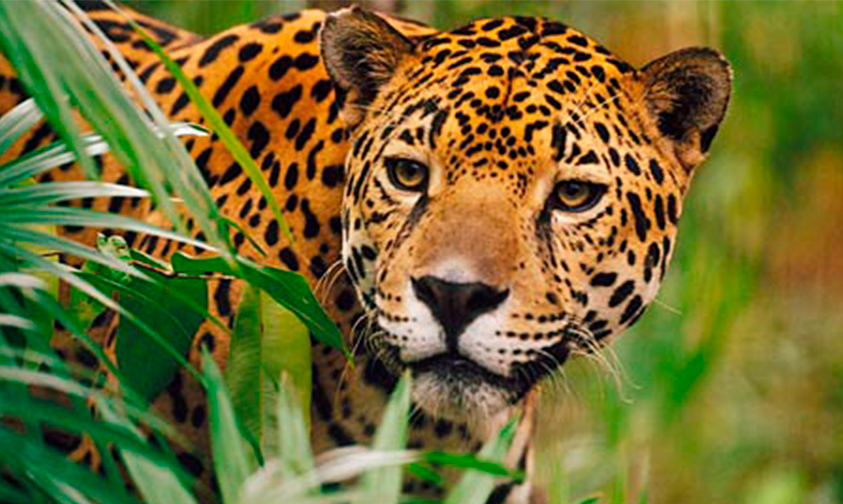 jaguar-Michoacán-hallazgo